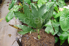 Chamaedorea metallica